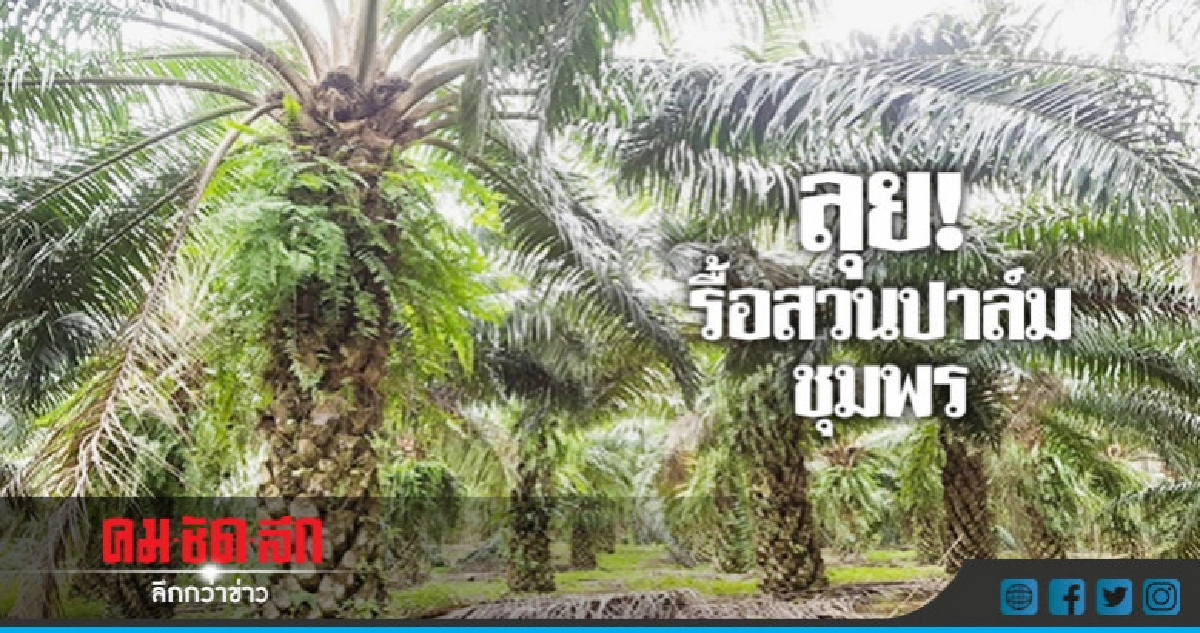 ไฟเขียวสปก.ลุยรื้อสวนปาล์มชุมพร !!! ไฟเขียวสปก.ลุยรื้อสวนปาล์มชุมพร !!!