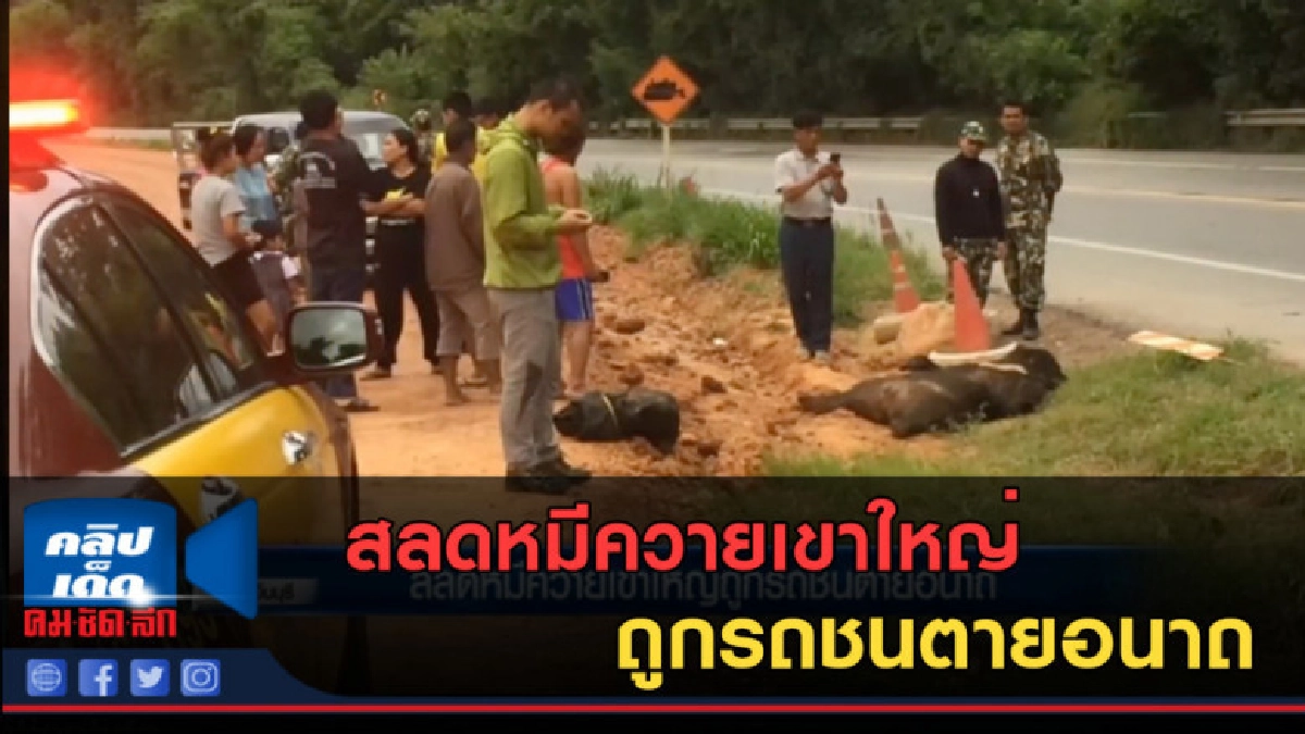 (คลิปข่าว) สลดหมีควายเขาใหญ่ ถูกรถชนตายอนาถ (คลิปข่าว) สลดหมีควายเขาใหญ่ ถูกรถชนตายอนาถ
