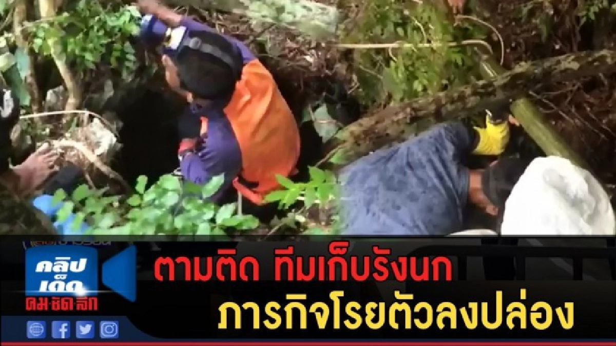 (คลิปข่าว) ตามติด! ทีมเก็บรังนก ภารกิจโรยตัวลงปล่อง