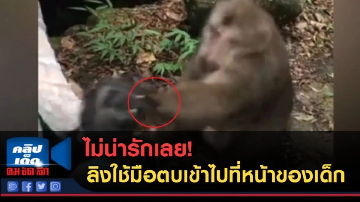 (คลิปข่าว) ไม่น่ารักเลย! ลิงใช้มือตบเข้าไปที่หน้าของเด็ก (คลิปข่าว) ไม่น่ารักเลย! ลิงใช้มือตบเข้าไปที่หน้าของเด็ก