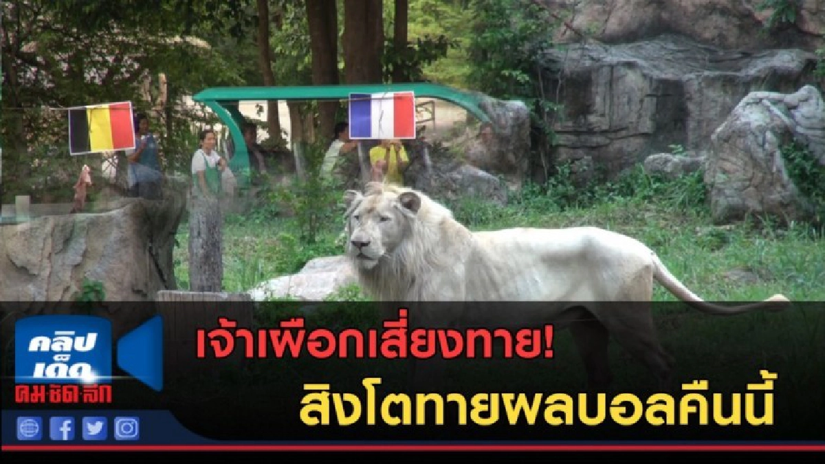 (คลิปข่าว)สิงโตขาวทายผลรอบตัดเชือกบอลโลก (คลิปข่าว)สิงโตขาวทายผลรอบตัดเชือกบอลโลก