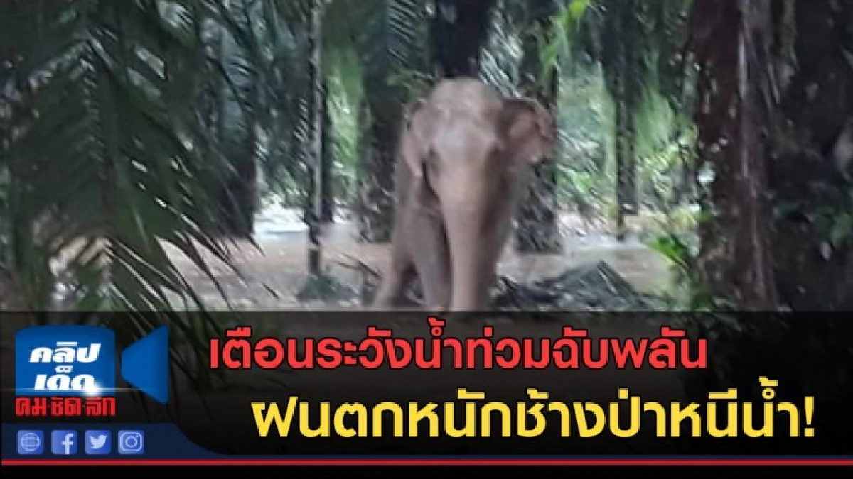 (คลิปข่าว) เตือนระวังน้ำท่วมฉับพลัน ฝนตกหนักช้างป่าหนีน้ำ!