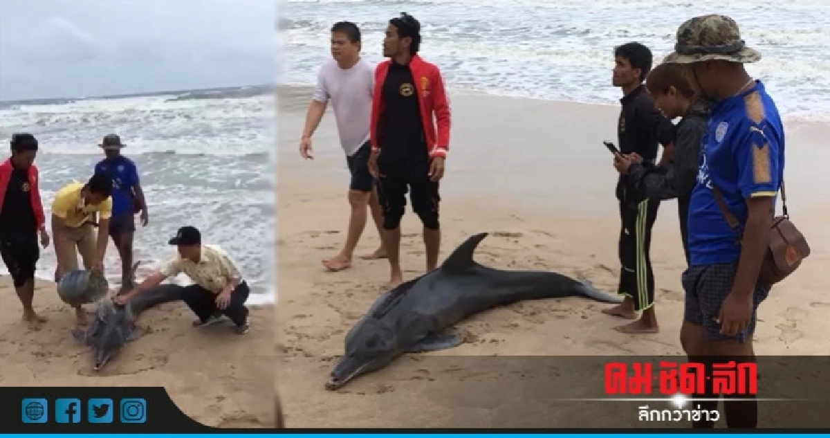 เร่งช่วยโลมาเกยหาดเกาะลันตา เร่งช่วยโลมาเกยหาดเกาะลันตา