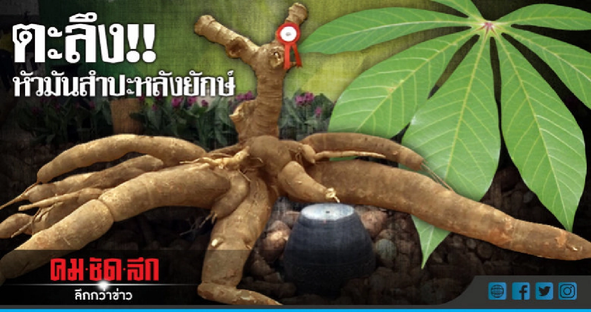 ใหญ่จริง!!หัวมันสำปะหลังยักษ์หนัก144กก. ใหญ่จริง!!หัวมันสำปะหลังยักษ์หนัก144กก.