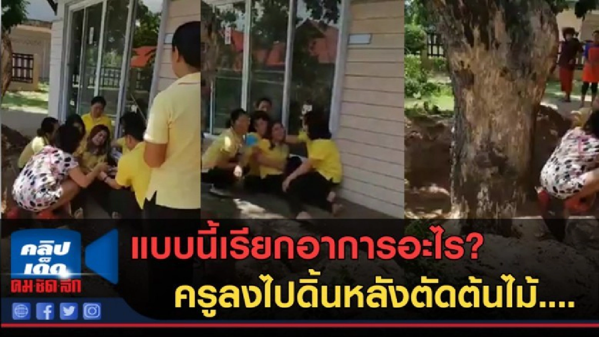 (คลิปข่าว) แบบนี้อาการอะไร? ครูลงไปดิ้นหลังตัดต้นไม้....