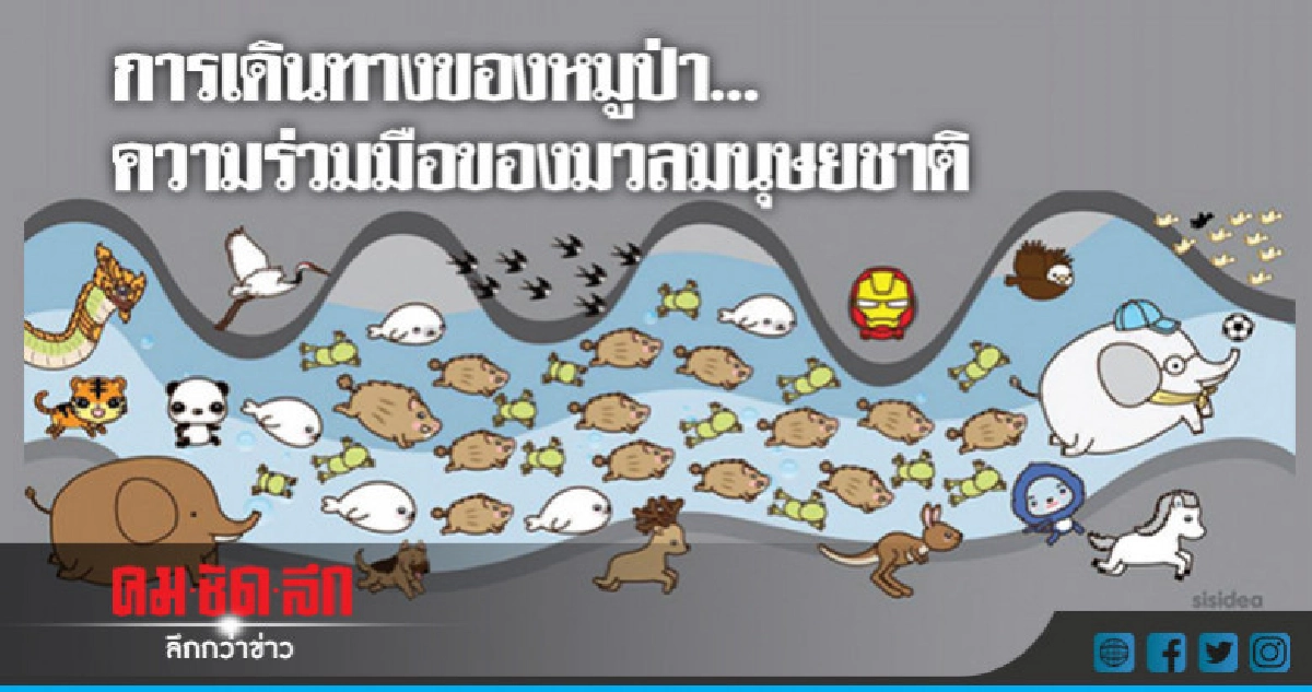 การเดินทางของหมูป่า... ความร่วมมือของมวลมนุษยชาติ การเดินทางของหมูป่า... ความร่วมมือของมวลมนุษยชาติ