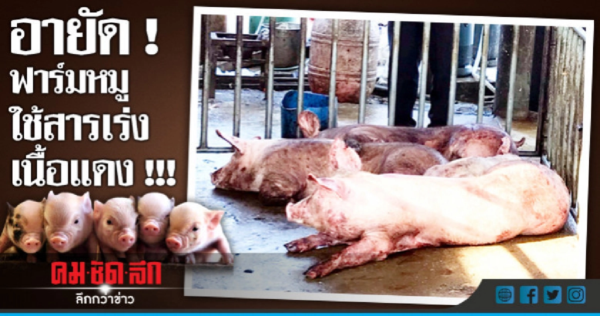 อายัด ! ฟาร์มหมูใช้สารเร่งเนื้อแดง !!! อายัด ! ฟาร์มหมูใช้สารเร่งเนื้อแดง !!!
