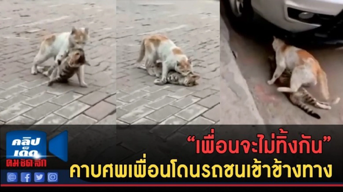 (คลิปข่าว) "เพื่อนจะไม่ทิ้งกัน"คาบศพเพื่อนโดนรถชนเข้าข้างทาง (คลิปข่าว) "เพื่อนจะไม่ทิ้งกัน"คาบศพเพื่อนโดนรถชนเข้าข้างทาง
