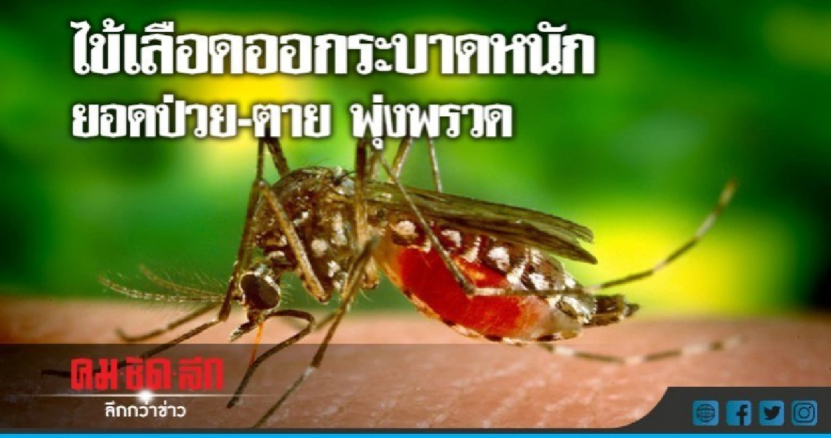 ไข้เลือดออกระบาดหนัก ยอดป่วย -ตาย พุุ่งพรวด ไข้เลือดออกระบาดหนัก ยอดป่วย -ตาย พุุ่งพรวด