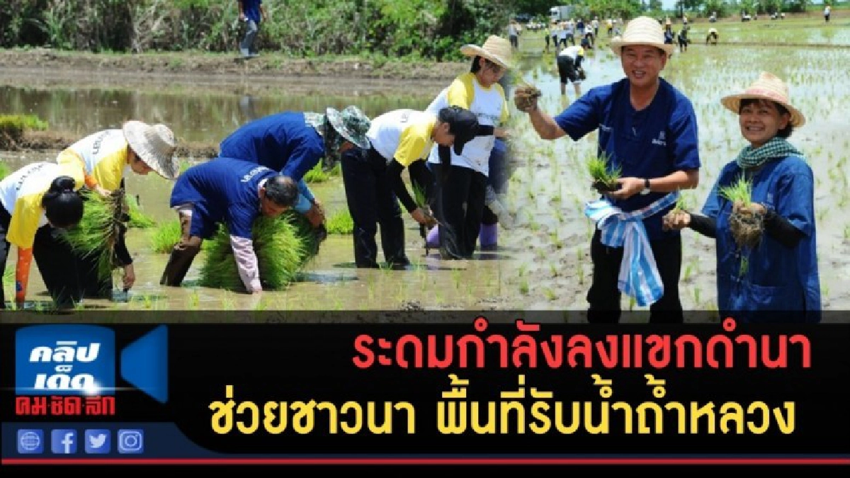 (คลิปข่าว) ระดมกำลังลงแขกดำนา ช่วยชาวนา พื้นที่รับน้ำถ้ำหลวง (คลิปข่าว) ระดมกำลังลงแขกดำนา ช่วยชาวนา พื้นที่รับน้ำถ้ำหลวง