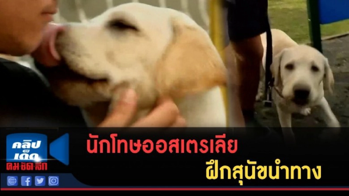 (คลิปข่าว) นักโทษออสเตรเลีย ฝึกสุนัขนำทาง
