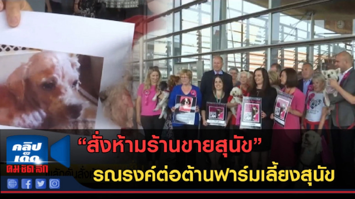 (คลิปข่าว) ผลักดันสั่งห้ามร้านขายสุนัขในเวลส์ (คลิปข่าว) ผลักดันสั่งห้ามร้านขายสุนัขในเวลส์