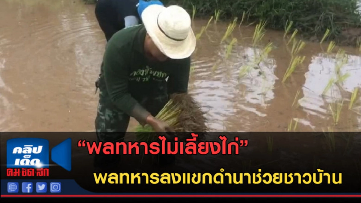 (คลิปข่าว) 'พลทหารไม่เลี้ยงไก่' พลทหารดำนาช่วยชาวบ้าน
