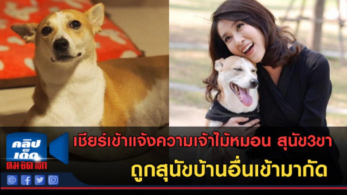 (คลิปข่าว) "เชียร์" แจ้งความ เจ้าไม้หมอน ถูกสุนัขบ้านอื่นกัด (คลิปข่าว) "เชียร์" แจ้งความ เจ้าไม้หมอน ถูกสุนัขบ้านอื่นกัด