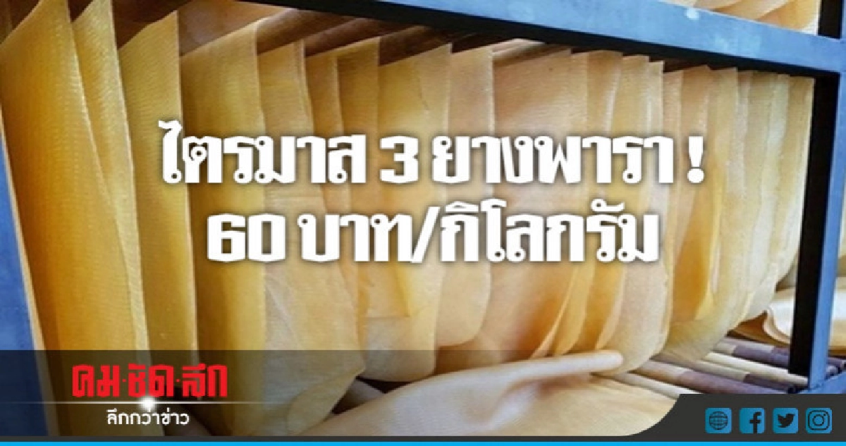 ไตรมาส 3 ยางพารา !  60 บาท/กิโลกรัม