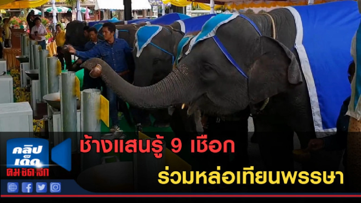 (คลิปข่าว) ช้างแสนรู้ 9 เชือก ร่วมหล่อเทียนพรรษา (คลิปข่าว) ช้างแสนรู้ 9 เชือก ร่วมหล่อเทียนพรรษา