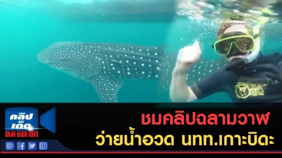 (คลิปข่าว) ฉลามวาฬว่ายน้ำอวด นทท.เกาะบิดะ (คลิปข่าว) ฉลามวาฬว่ายน้ำอวด นทท.เกาะบิดะ