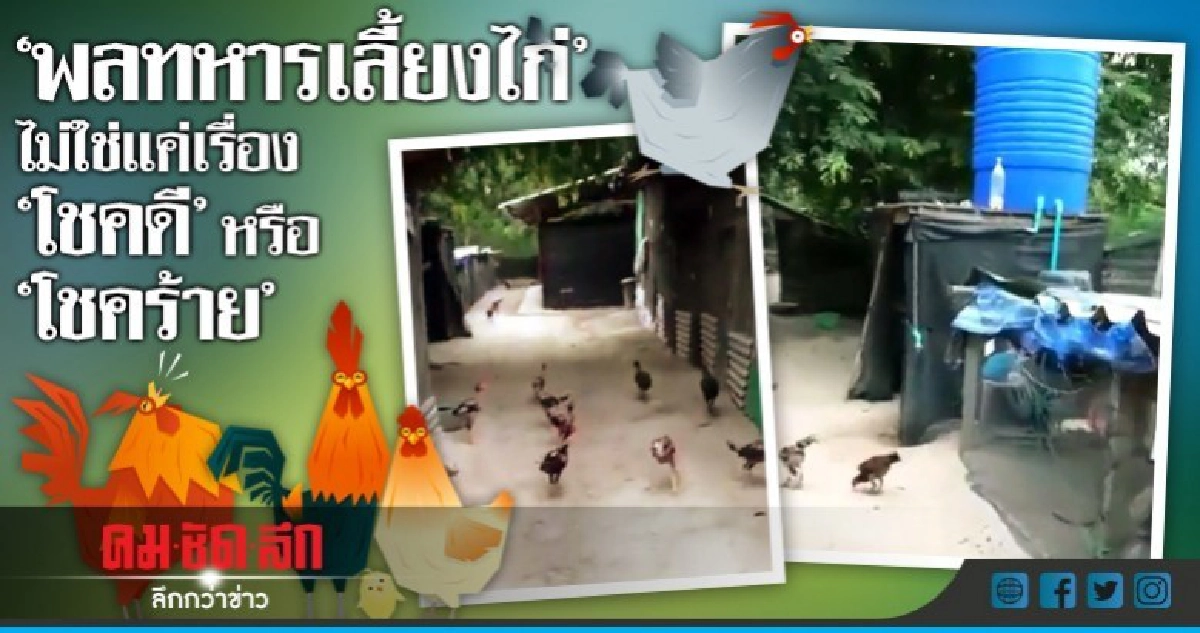 "พลทหารเลี้ยงไก่" ไม่ใช่แค่เรื่อง "โชคดี" หรือ "โชคร้าย" "พลทหารเลี้ยงไก่" ไม่ใช่แค่เรื่อง "โชคดี" หรือ "โชคร้าย"