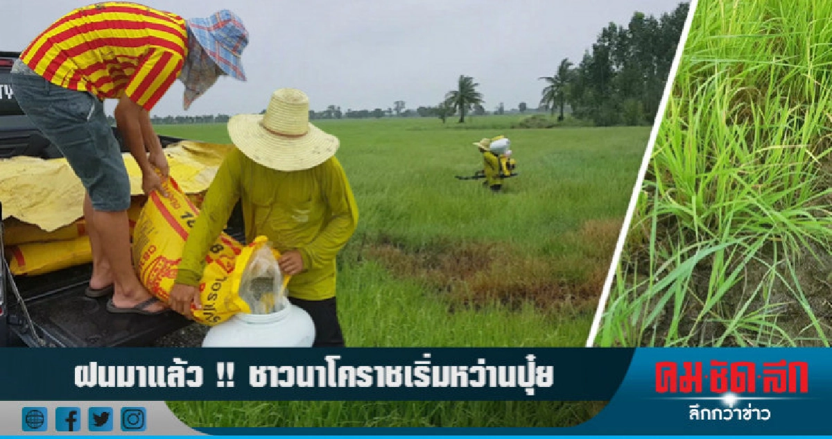 พายุ "เซินติญ" ส่งผลดีต่อชาวนาโคราช !! พายุ "เซินติญ" ส่งผลดีต่อชาวนาโคราช !!