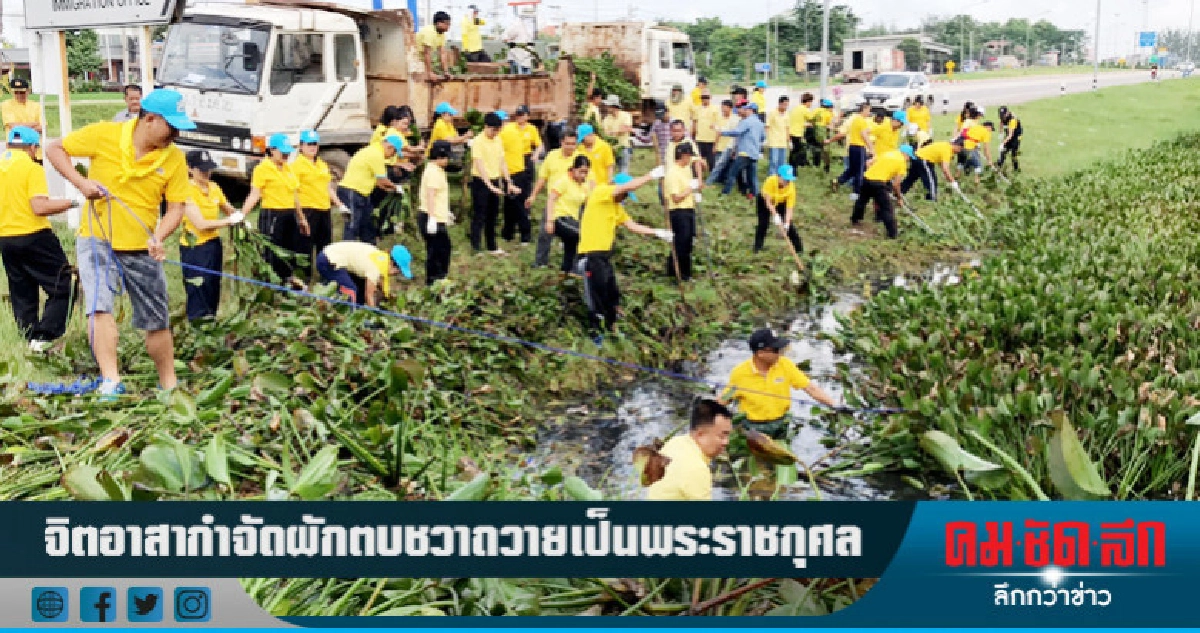 จิตอาสากำจัดผักตบชวาถวายเป็นพระราชกุศล จิตอาสากำจัดผักตบชวาถวายเป็นพระราชกุศล