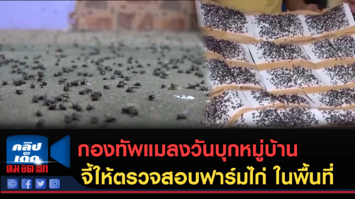 (คลิปข่าว) กองทัพแมลงวันบุกหมู่บ้าน (คลิปข่าว) กองทัพแมลงวันบุกหมู่บ้าน