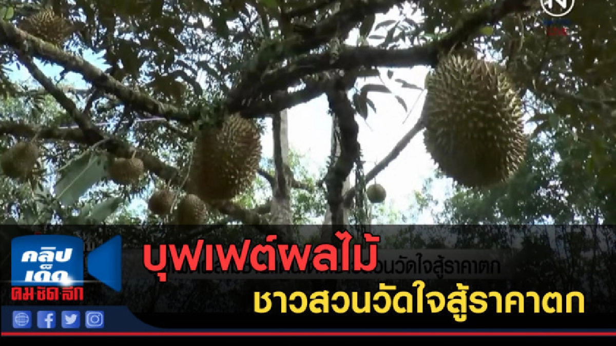(คลิปข่าว) บุฟเฟต์ผลไม้ชายแดนใต้...ชาวสวนวัดใจสู้ราคาตก (คลิปข่าว) บุฟเฟต์ผลไม้ชายแดนใต้...ชาวสวนวัดใจสู้ราคาตก