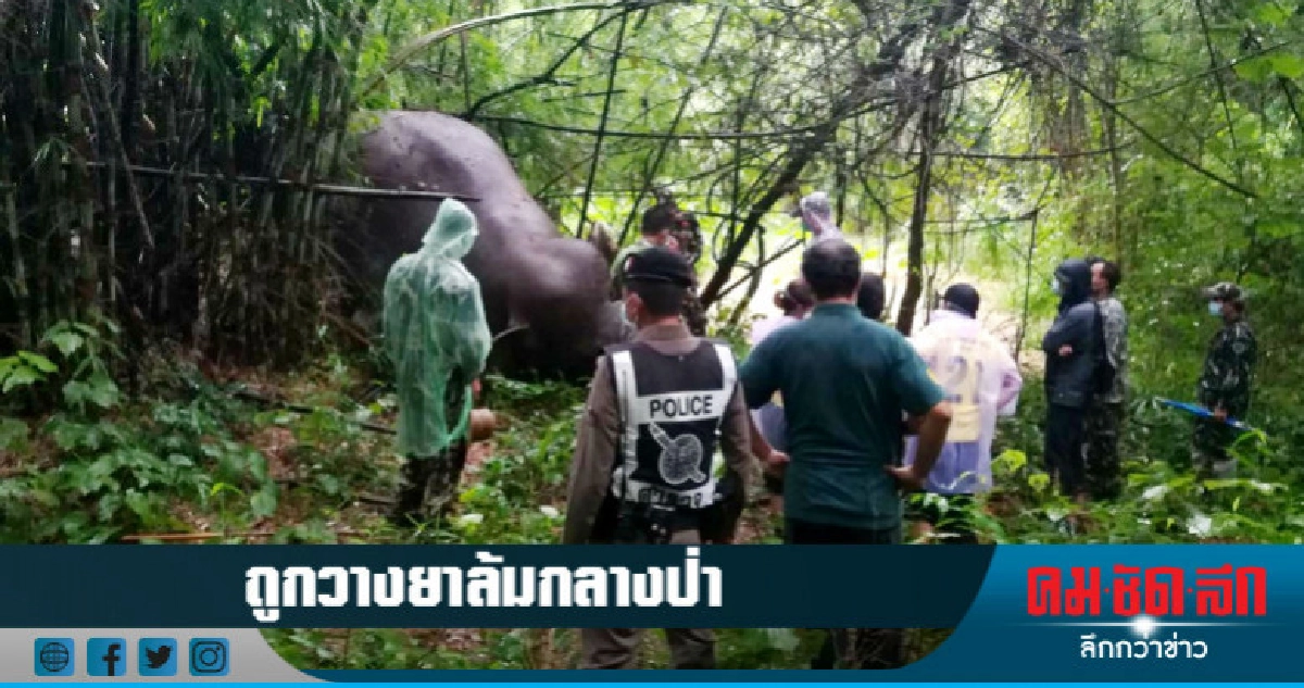 โหด !! วางยาพิษฆ่าช้างป่า โหด !! วางยาพิษฆ่าช้างป่า