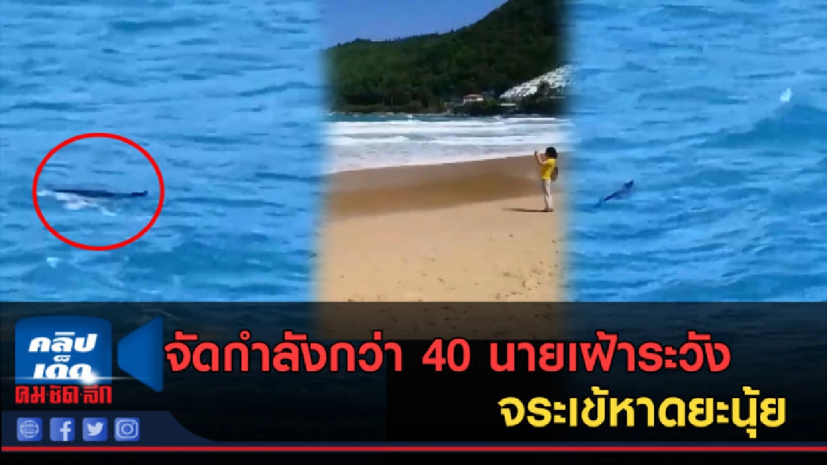 (คลิปข่าว) จัดกำลังกว่า 40 นายเฝ้าระวัง จระเข้หาดยะนุ้ย (คลิปข่าว) จัดกำลังกว่า 40 นายเฝ้าระวัง จระเข้หาดยะนุ้ย