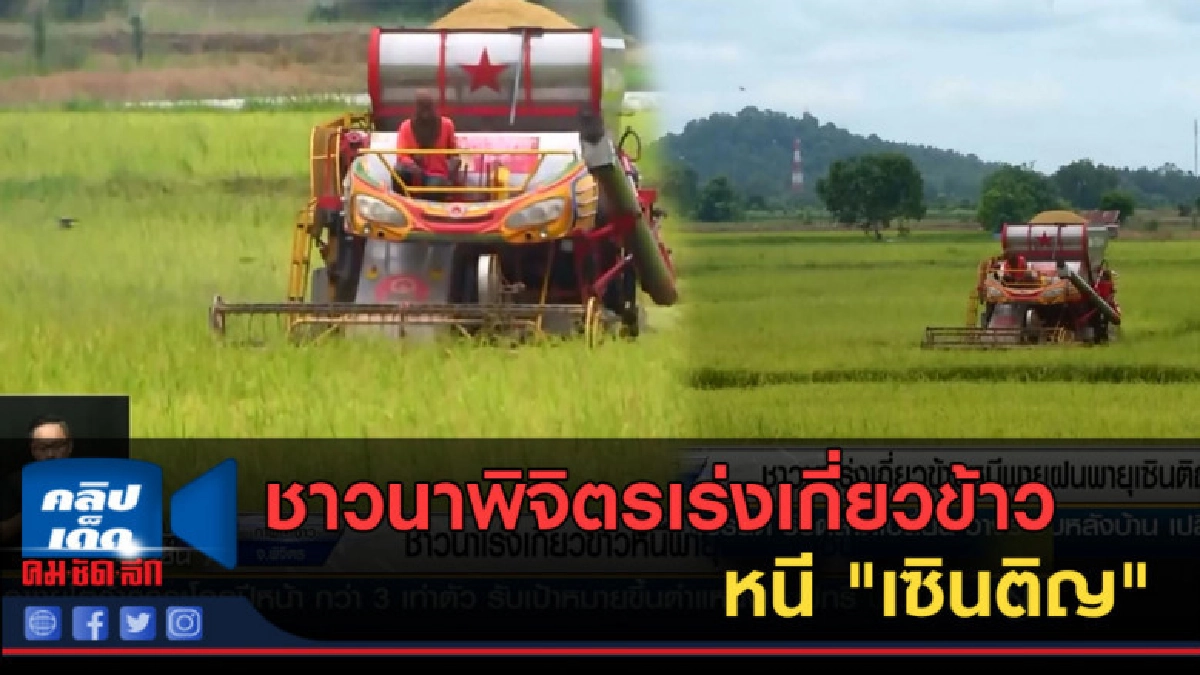 (คลิปข่าว) ชาวนาพิจิตรเร่งเกี่ยวข้าวหนี "เซินติญ" (คลิปข่าว) ชาวนาพิจิตรเร่งเกี่ยวข้าวหนี "เซินติญ"
