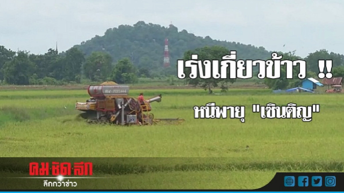 ชาวนาพิจิตร เร่งเกี่ยวข้าว หนี "เซินติญ" ถล่ม ชาวนาพิจิตร เร่งเกี่ยวข้าว หนี "เซินติญ" ถล่ม
