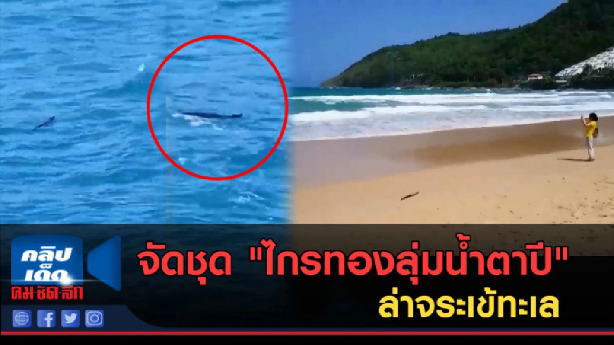 (คลิปข่าว) จัดชุด "ไกรทองลุ่มน้ำตาปี" ล่าจระเข้ทะเลในหาน (คลิปข่าว) จัดชุด "ไกรทองลุ่มน้ำตาปี" ล่าจระเข้ทะเลในหาน