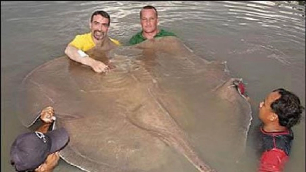 กรมประมง เปิดขึ้นทะเบียนสัตว์น้ำคุ้มครอง12ชนิด 