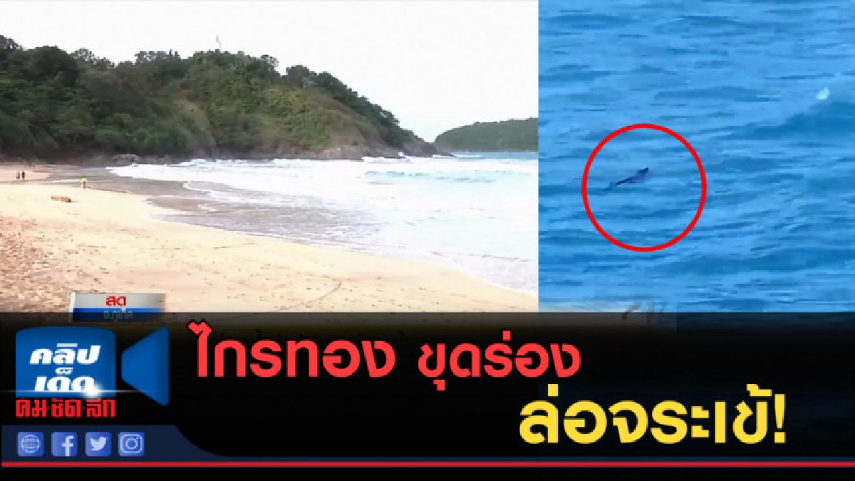 (คลิปข่าว) ขุดร่องน้ำล่อจับจระเข้หาดในหาน (คลิปข่าว) ขุดร่องน้ำล่อจับจระเข้หาดในหาน