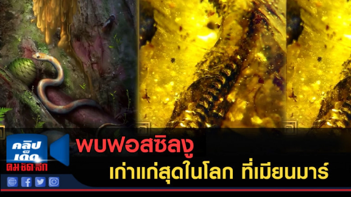 (คลิปข่าว) พบฟอสซิลงู อายุเก่าแก่สุดในโลก ที่เมียนมาร์ (คลิปข่าว) พบฟอสซิลงู อายุเก่าแก่สุดในโลก ที่เมียนมาร์