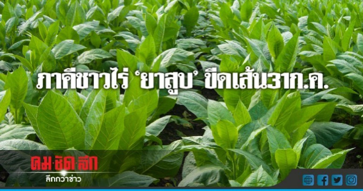 ภาคีชาวไร่"ยาสูบ"ขีดเส้น31ก.ค. จี้รัฐเร่งหาทางออก ภาคีชาวไร่"ยาสูบ"ขีดเส้น31ก.ค. จี้รัฐเร่งหาทางออก