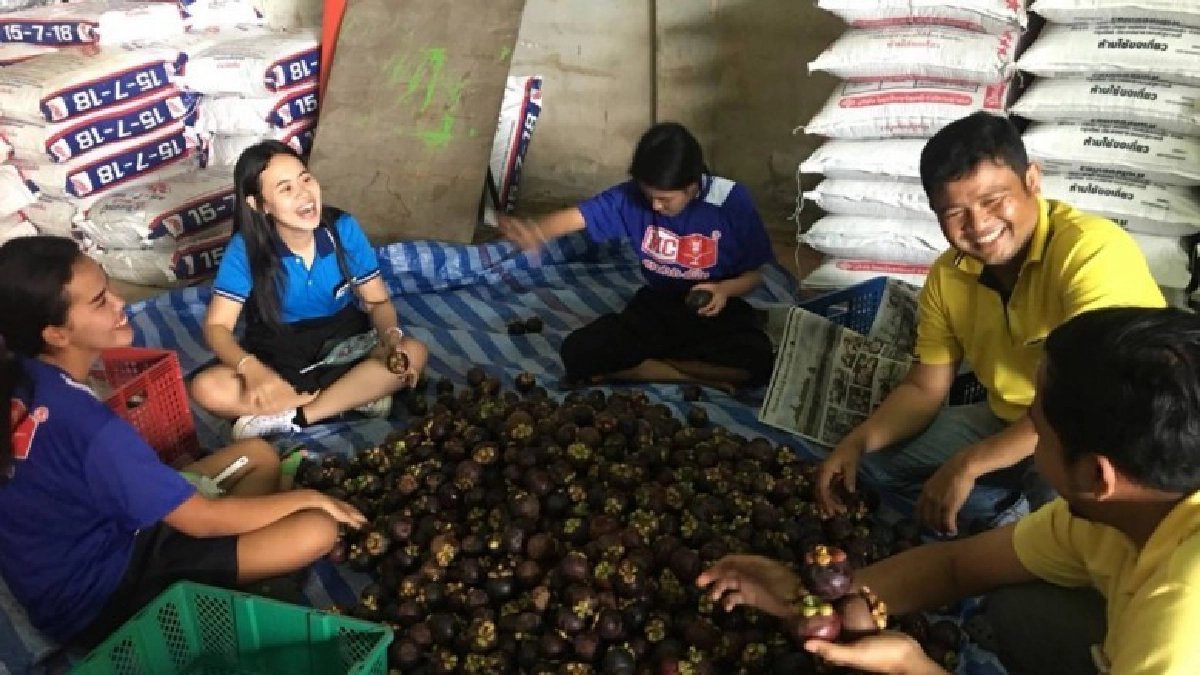 สหกรณ์การเกษตรนาโยง  มั่นใจเร่งระบายมังคุดสู่ตลาดได้ทันเวลา