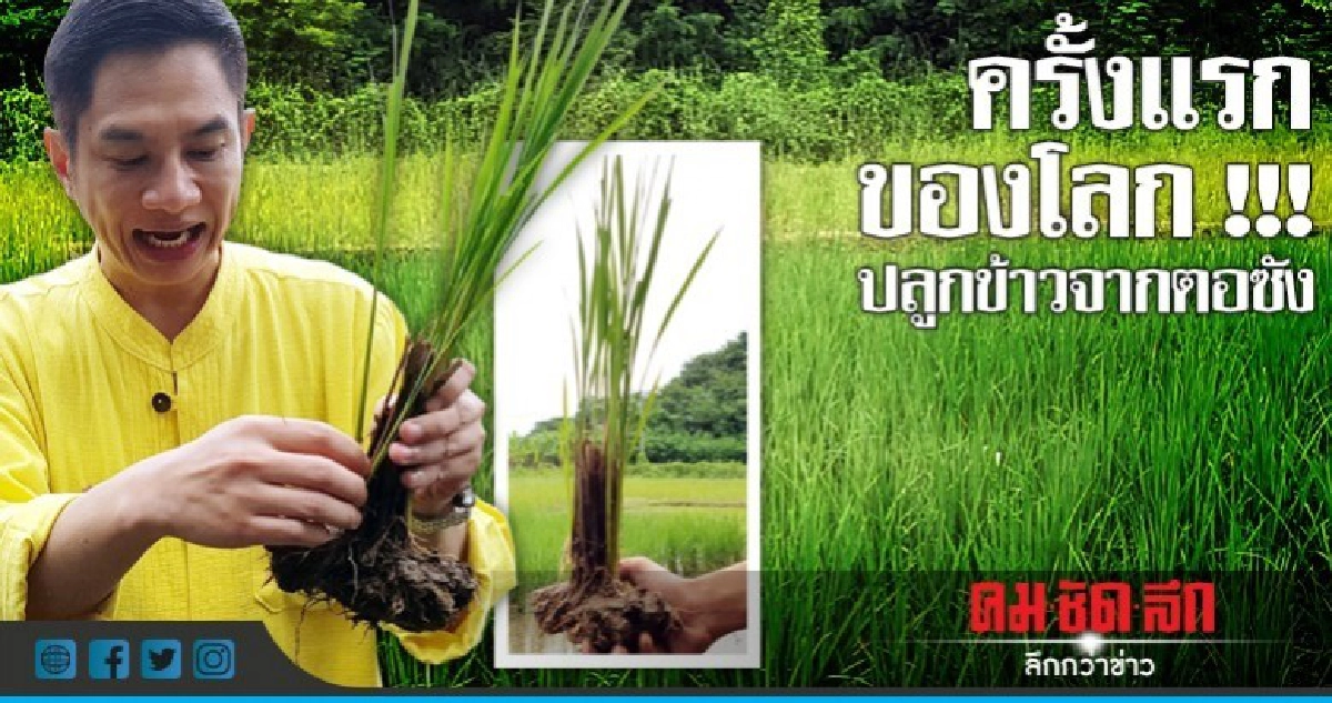 "ห้วยฮ่องไคร้"เจ๋งปลูกข้าวจากตอซังสำเร็จครั้งแรกของโลก "ห้วยฮ่องไคร้"เจ๋งปลูกข้าวจากตอซังสำเร็จครั้งแรกของโลก