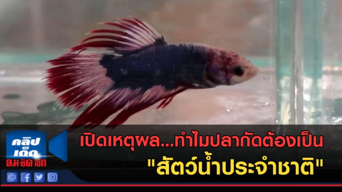 (คลิปข่าว) เหตุผล ...ทำไมปลากัดต้องเป็น "สัตว์น้ำประจำชาติ" (คลิปข่าว) เหตุผล ...ทำไมปลากัดต้องเป็น "สัตว์น้ำประจำชาติ"