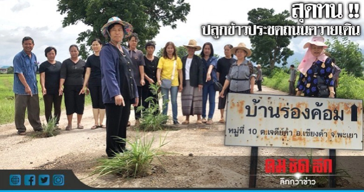 ชาวเชียงคำสุดทนปลูกข้าวประชดถนนควายเดิน ชาวเชียงคำสุดทนปลูกข้าวประชดถนนควายเดิน