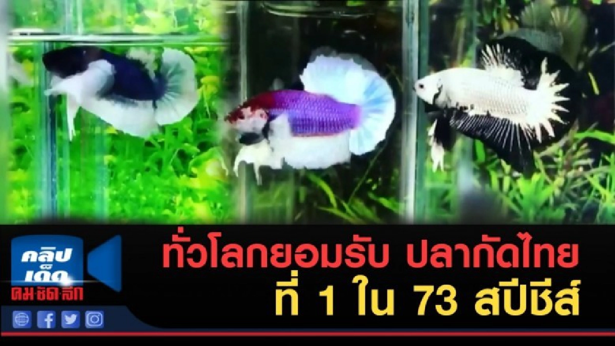 (คลิปข่าว) ทั่วโลกยอมรับ ปลากัดไทย ที่ 1 ใน 73 สปีชีส์ (คลิปข่าว) ทั่วโลกยอมรับ ปลากัดไทย ที่ 1 ใน 73 สปีชีส์