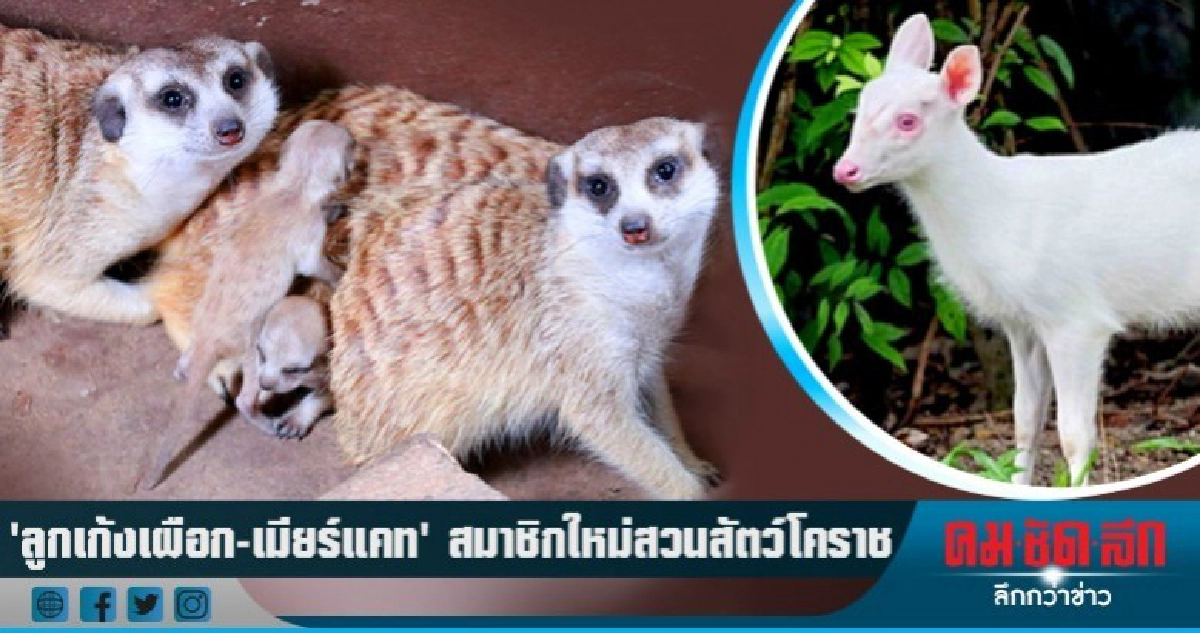 สวนสัตว์โคราช ปลื้มต้อนรับสมาชิกใหม่ลูกเก้งเผือก-เมียร์แคท สวนสัตว์โคราช ปลื้มต้อนรับสมาชิกใหม่ลูกเก้งเผือก-เมียร์แคท