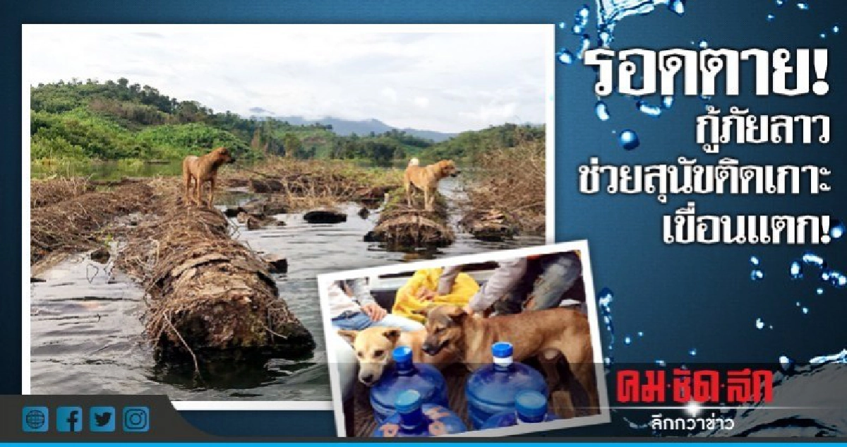 รอดตาย!กู้ภัยลาวช่วยสุนัขติดเกาะเขื่อนแตก! รอดตาย!กู้ภัยลาวช่วยสุนัขติดเกาะเขื่อนแตก!