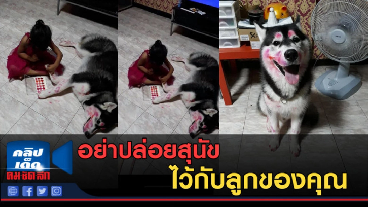 (คลิปข่าว) หนูน้อย แต่งหน้าให้น้องหมา (คลิปข่าว) หนูน้อย แต่งหน้าให้น้องหมา
