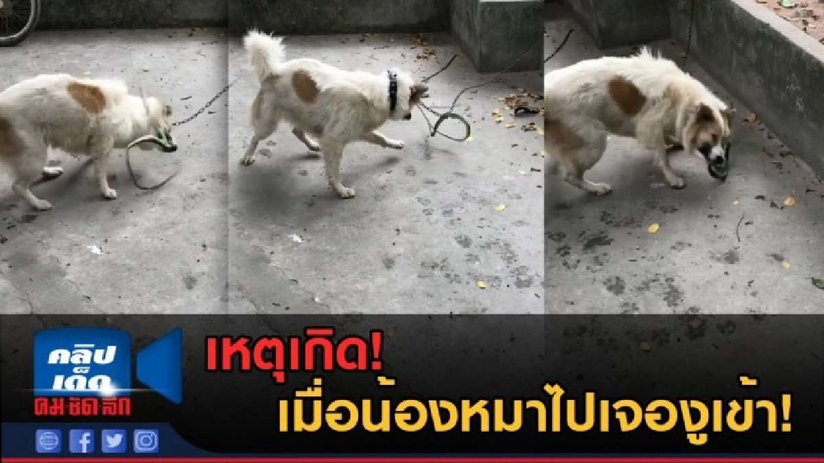 (คลิปข่าว) เหตุเกิด! เมื่อน้องหมาไปเจองูเข้า!