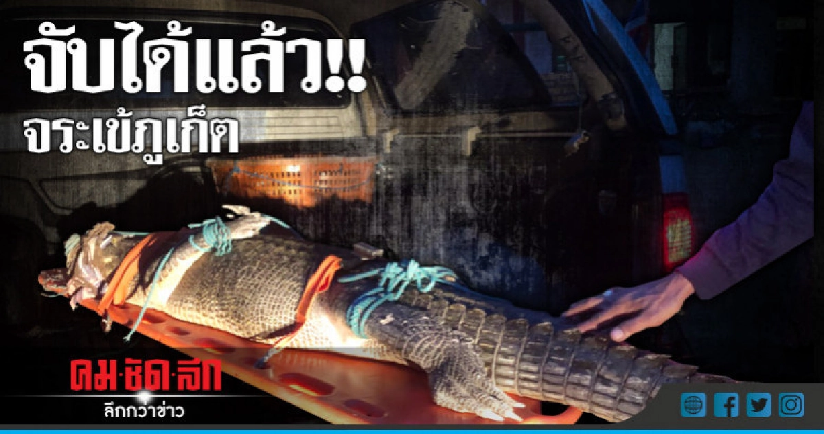 (มีคลิป)จับได้แล้ว!!จระเข้ภูเก็ตหลังล่าตัวนาน12วัน (มีคลิป)จับได้แล้ว!!จระเข้ภูเก็ตหลังล่าตัวนาน12วัน