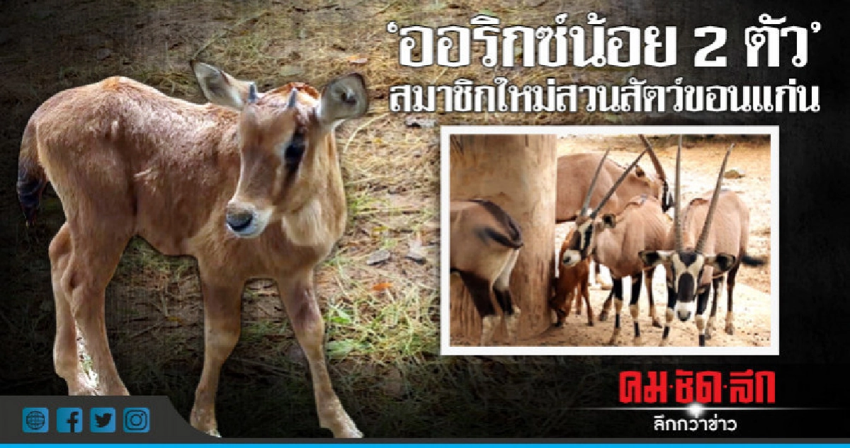 สมาชิกใหม่สวนสัตว์ขอนแก่น "ออริกซ์น้อย 2ตัว" สมาชิกใหม่สวนสัตว์ขอนแก่น "ออริกซ์น้อย 2ตัว"