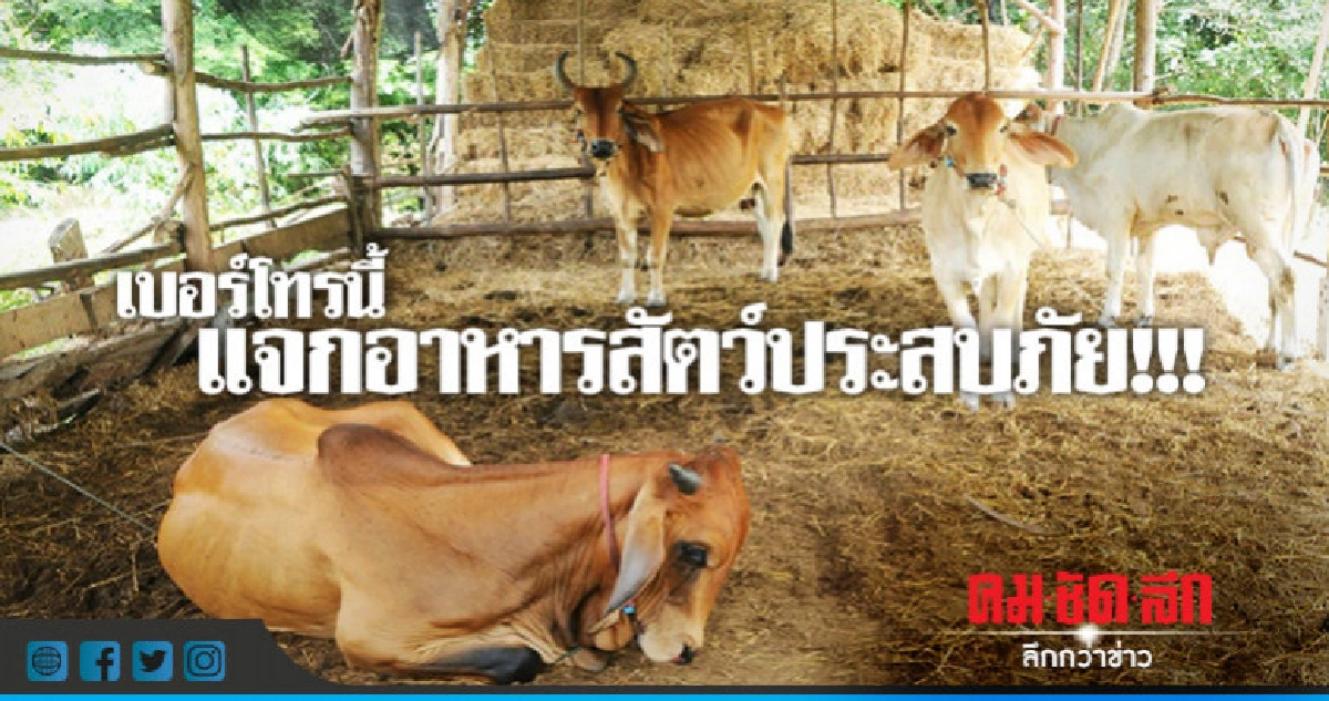 "แจกเบอร์"ขอรับการช่วยเหลืออาหารสัตว์ประสบภัย !!! "แจกเบอร์"ขอรับการช่วยเหลืออาหารสัตว์ประสบภัย !!!