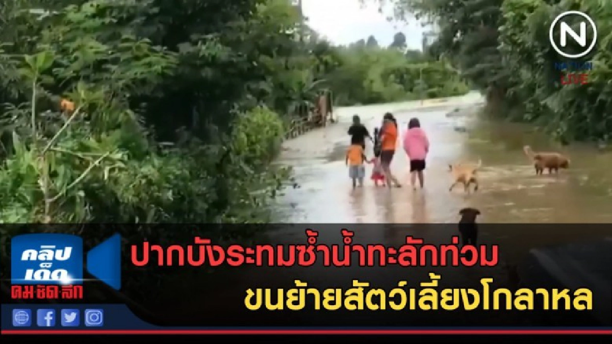 (คลิปข่าว) ปากบังระทมซ้ำน้ำทะลักท่วม ขนย้ายสัตว์เลี้ยงโกลาหล (คลิปข่าว) ปากบังระทมซ้ำน้ำทะลักท่วม ขนย้ายสัตว์เลี้ยงโกลาหล