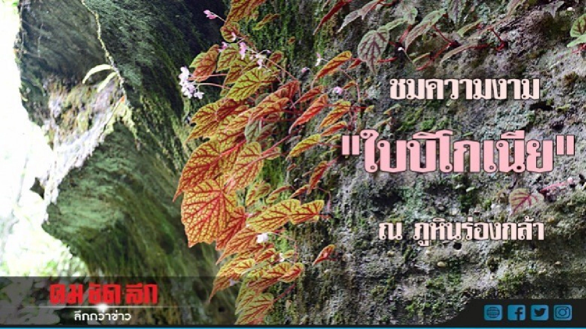 ชมความงาม "ใบบิโกเนีย" ภูหินร่องกล้า (ภาพชุด)