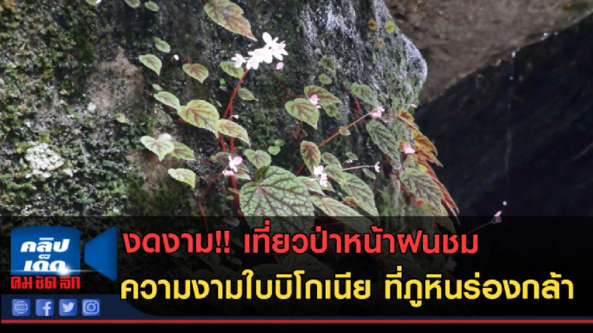 (คลิปข่าว)เที่ยวป่าหน้าฝนชมความงามใบบิโกเนียที่ภูหินร่องกล้า (คลิปข่าว)เที่ยวป่าหน้าฝนชมความงามใบบิโกเนียที่ภูหินร่องกล้า